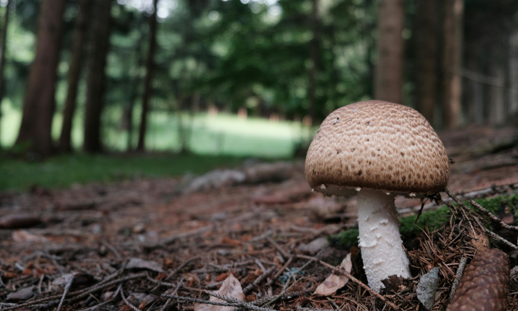 Cogumelo marron solitário em uma floresta representando o tipo de pênis desse formato.